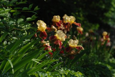  Iris, ya da Kasatik, ya da Horoz (lat. ris)