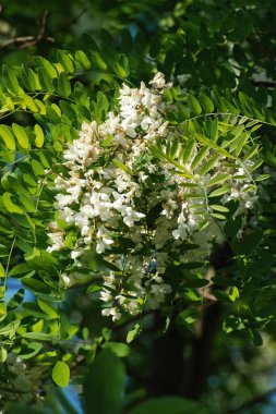 Acacia (Acacia), baklagiller familyasından bir bitki cinsidir..