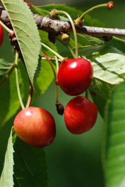 Olgun kirazlar ağaçta