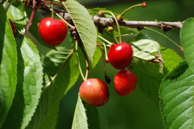 Olgun kirazlar ağaçta