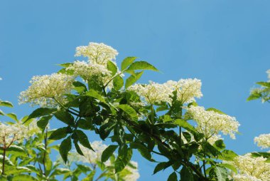 Kara mürver (Latince Sambcus ngra) - Yaprak döken çalılar, Adoxaceae ailesinin Yaşlı (Sambucus) türü.