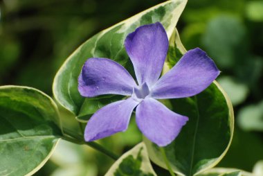 Barvinok (Lat.Vnca), Kutrov familyasından bir çalı türü.