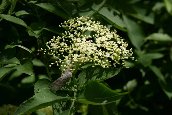 Black Elderberry Latin Sambcus Ngra Deciduous Shrub Species Genus Elder — Stock Photo, Image