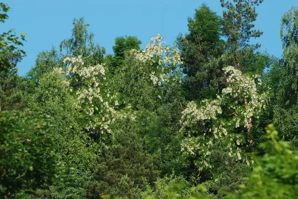 Quiet Corner Beautiful Nature — Stock Photo, Image