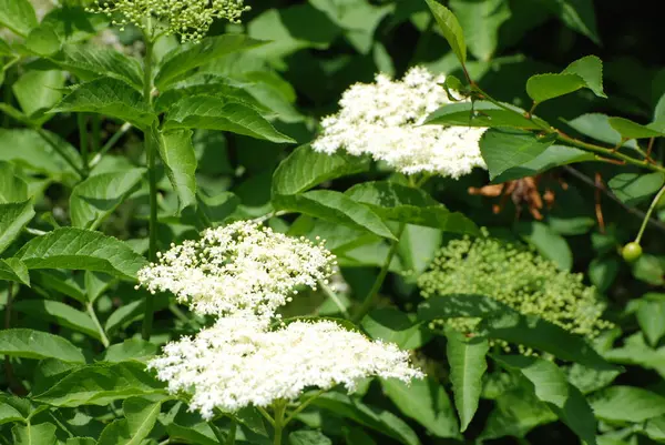 Kara mürver (Latince Sambcus ngra) - Yaprak döken çalılar, Adoxaceae ailesinin Yaşlı (Sambucus) türü.
