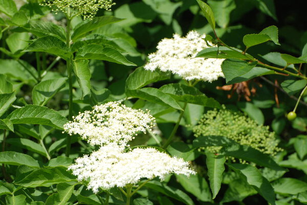 Black elderberry (Latin Sambcus ngra) - deciduous shrub, species of the genus Elder (Sambucus) of the Adoxaceae family