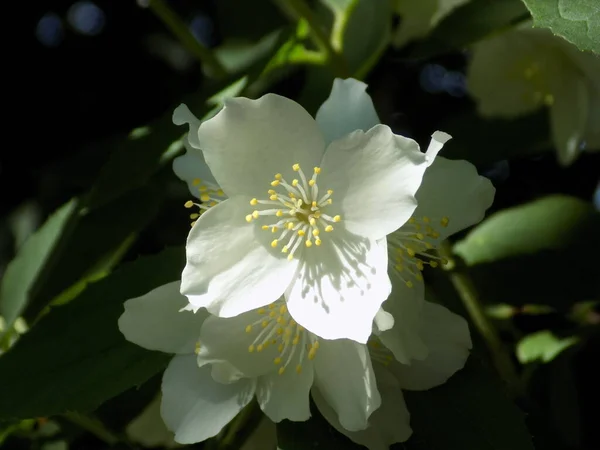 Jasmine Bush Jasminum Fruticans — Zdjęcie stockowe