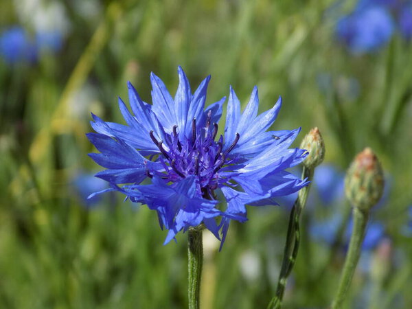 Cornflower is blue, blue is blue    