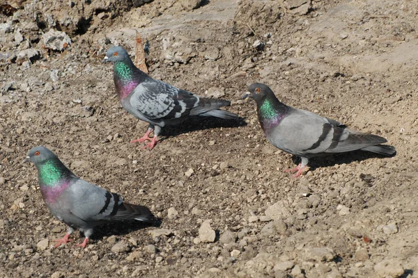 Блакитна Голуба Columba Livia — стокове фото