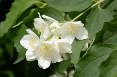 Yasemin Bush, (Yasemin meyveleri)