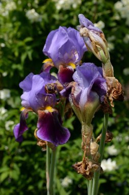   Iris, ya da Kasatik, ya da Horoz (lat. ris)                   