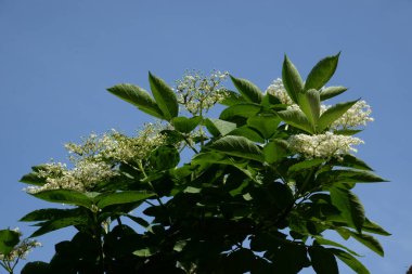 Kara mürver (Latince Sambcus ngra) - Yaprak döken çalılar, Adoxaceae ailesinin Yaşlı (Sambucus) türü.