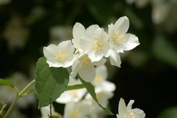 Jasmine Bush Jasminum Fruticans — Foto de Stock