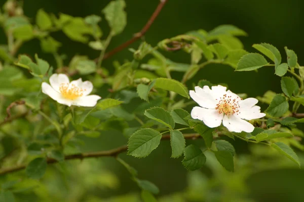 Branch Ripe Hips — Stock Photo, Image