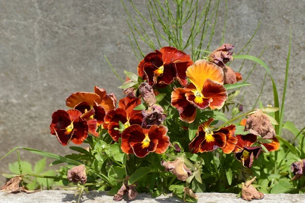  Üç renkli mor, yaban domuzları                   