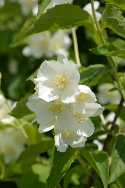 Jasmine Bush Jasminum Fruticans — Zdjęcie stockowe