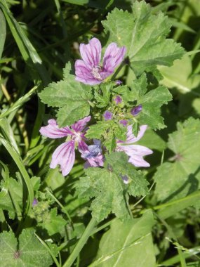 Orman sarmaları, orman gülü, zenziver (Latin Malva Sylvestris L., Malva grossheimii Schischk.)
