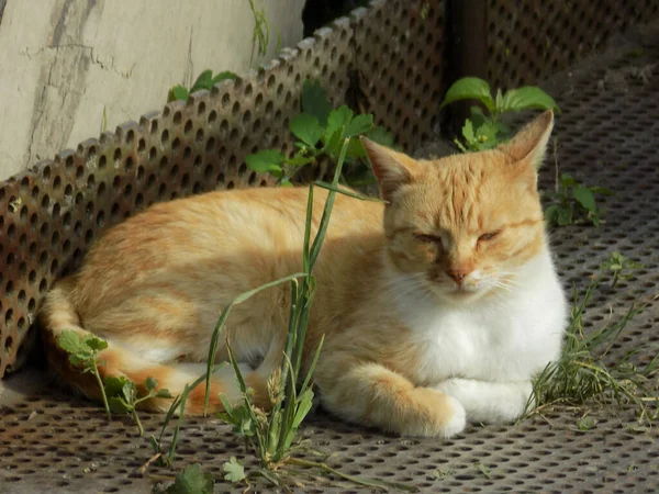 Gato Del Gato Gato Del Gato Latín Felis Silvestris Catus — Foto de Stock