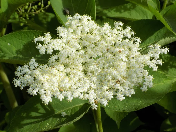 ブラックエルダーベリー ラテン語Sambcus Ngra 落葉低木 Adoxaceae科のエルダー Sambucus 属の種 — ストック写真