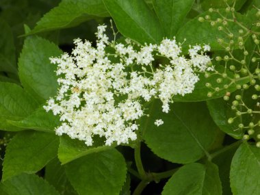 Kara mürver (Latince Sambcus ngra) - Yaprak döken çalılar, Adoxaceae ailesinin Yaşlı (Sambucus) türü.