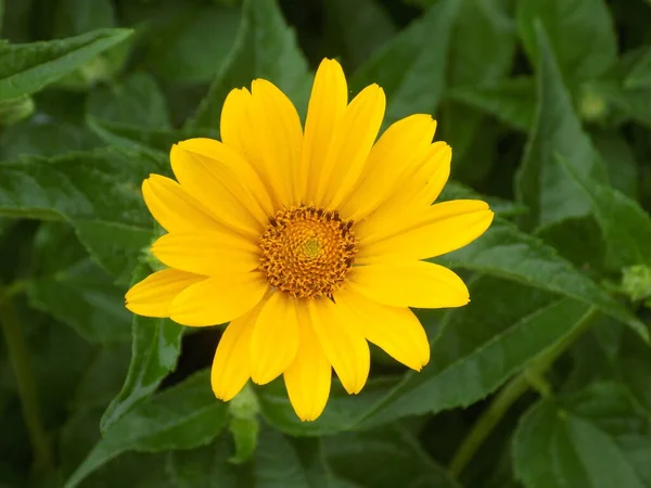 Sunflower Helianthus Een Geslacht Van Planten Behorend Tot Broodroosterfamilie — Stockfoto