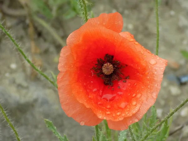 野生罂粟 拉丁文 Papaver Rhoeas 自种罂粟 — 图库照片