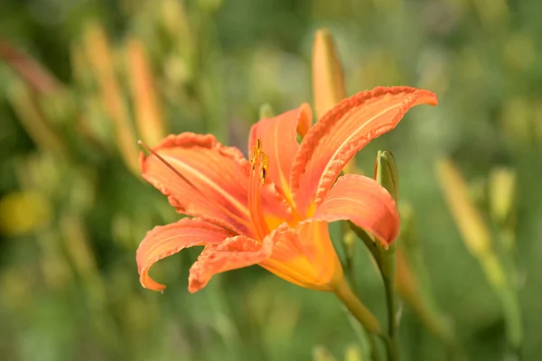 Lirio Lilium Nombre Popular Ucraniano Lirio —  Fotos de Stock