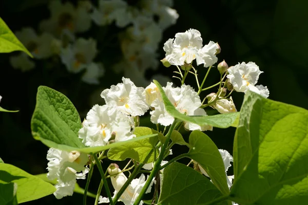 stock image Catalpa is a genus of flowering trees in the bignonia family