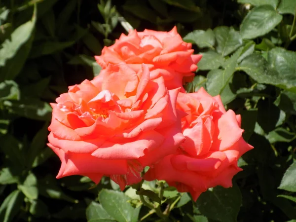 Czerwona Róża Łac Rosa — Zdjęcie stockowe