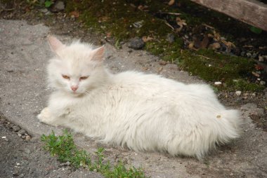 Kedi kedisi (Latince Felis Silvestris catus), kedigiller (Felis) familyasından bir kedi türü.)