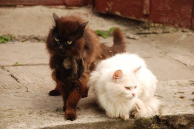 Kedi kedisi (Latince Felis Silvestris catus), kedigiller (Felis) familyasından bir kedi türü.)