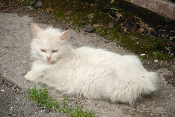 Gato Del Gato Gato Del Gato Latín Felis Silvestris Catus —  Fotos de Stock