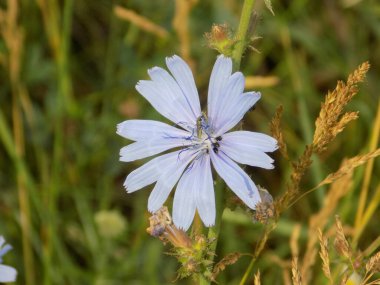 Çiçek mavi, mavi mavi mavi    