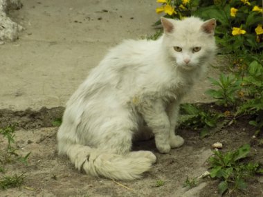 Kedi kedisi (Latince Felis Silvestris catus), kedigiller (Felis) familyasından bir kedi türü.)