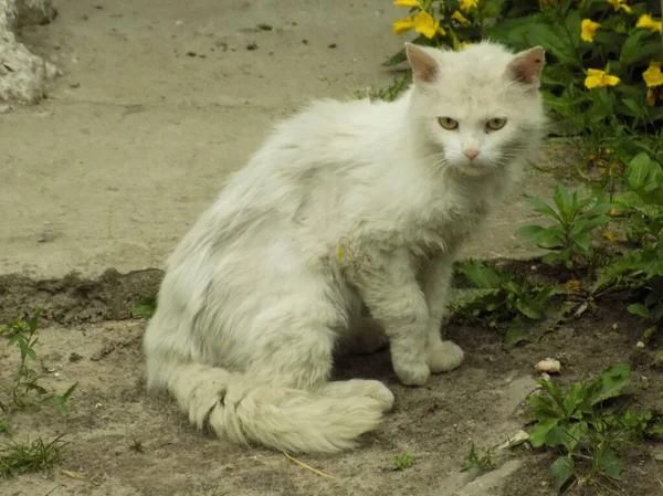 Γάτα Της Γάτας Γάτα Της Γάτας Latin Felis Silvestris Catus — Φωτογραφία Αρχείου