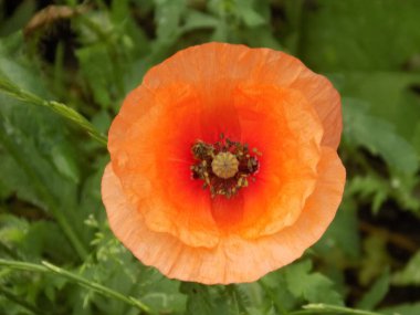  Yabani gelincik (Latin Papaver rhoeas; tarla gelinciği, haşhaş, kendi kendine tohumlanan gelincik)          