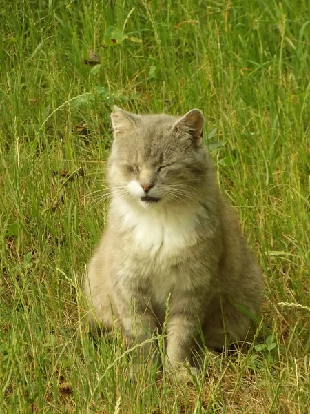 แมวของแมวหร อแมวของแมว Latin Felis Silvestris Catus นเด ยวก บญาต ของเขาแมวป — ภาพถ่ายสต็อก