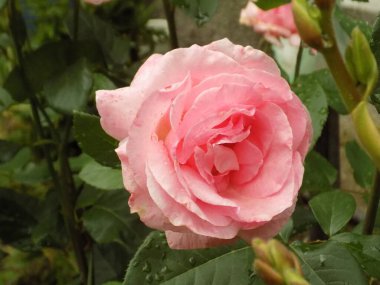 Kırmızı gül (Latin Rosa L.)