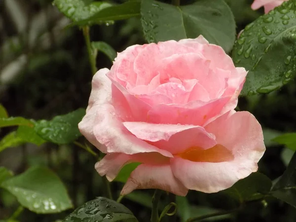 Rosa Rossa Latina Rosa — Foto Stock