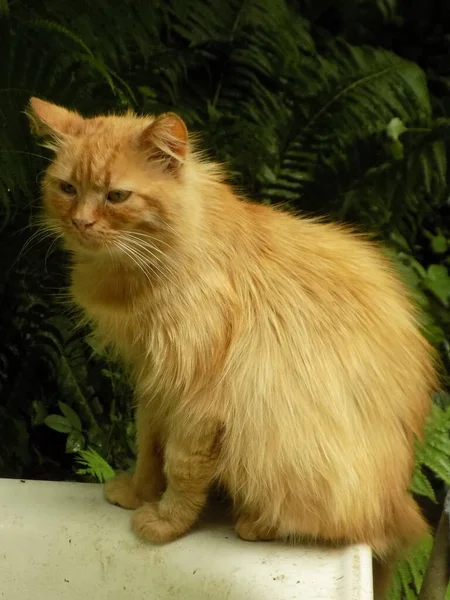 Gato Del Gato Gato Del Gato Latín Felis Silvestris Catus — Foto de Stock