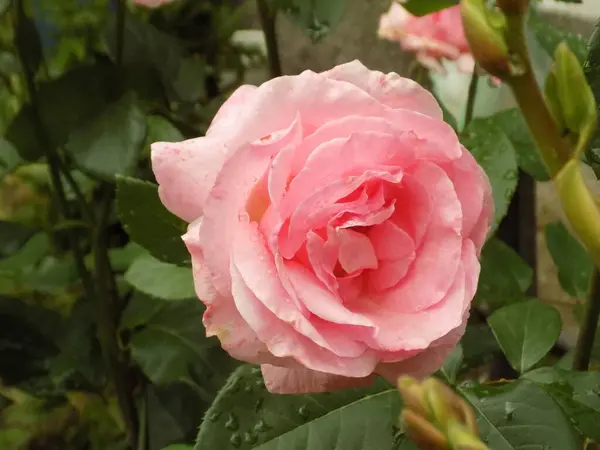 Czerwona Róża Łac Rosa — Zdjęcie stockowe