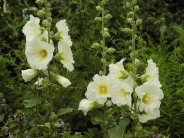 Malva, veya mallow (lat.mlva)