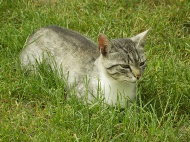 Kedi kedisi (Latince Felis Silvestris catus), kedigiller (Felis) familyasından bir kedi türü.)          