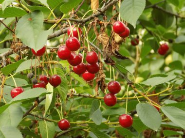 Olgun kirazlar ağaçta