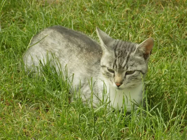 Kočičí Kočka Kočičí Kočka Latin Felis Silvestris Catus Stejně Jako — Stock fotografie