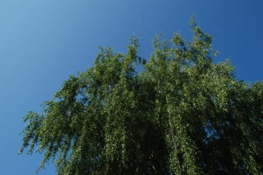 Birch (Latince: Btula), Birch ailesinin yaprak döken ağaçlarının ve çalıların oluşturduğu bir cinstir.
