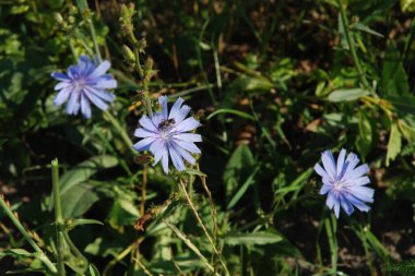 Çiçek mavi, mavi mavi mavi    