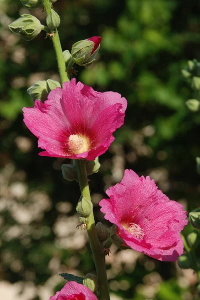 Malva Malva Lat Mlva — Fotografia de Stock