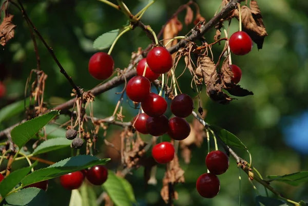 Cerises Mûres Sur Arbre — Photo