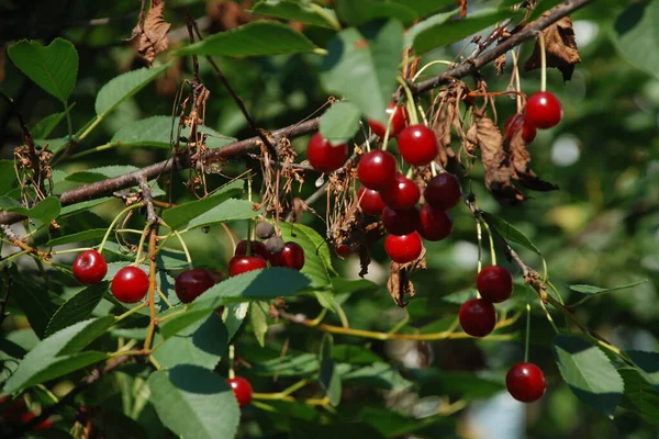 Cerises Mûres Sur Arbre — Photo